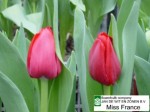 [Miss France 1 (left,lighter tulip).JPG]